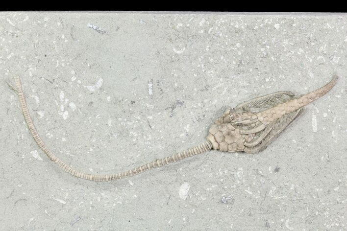 Crinoid (Macrocrinus) Fossil - Crawfordsville, Indiana #87964